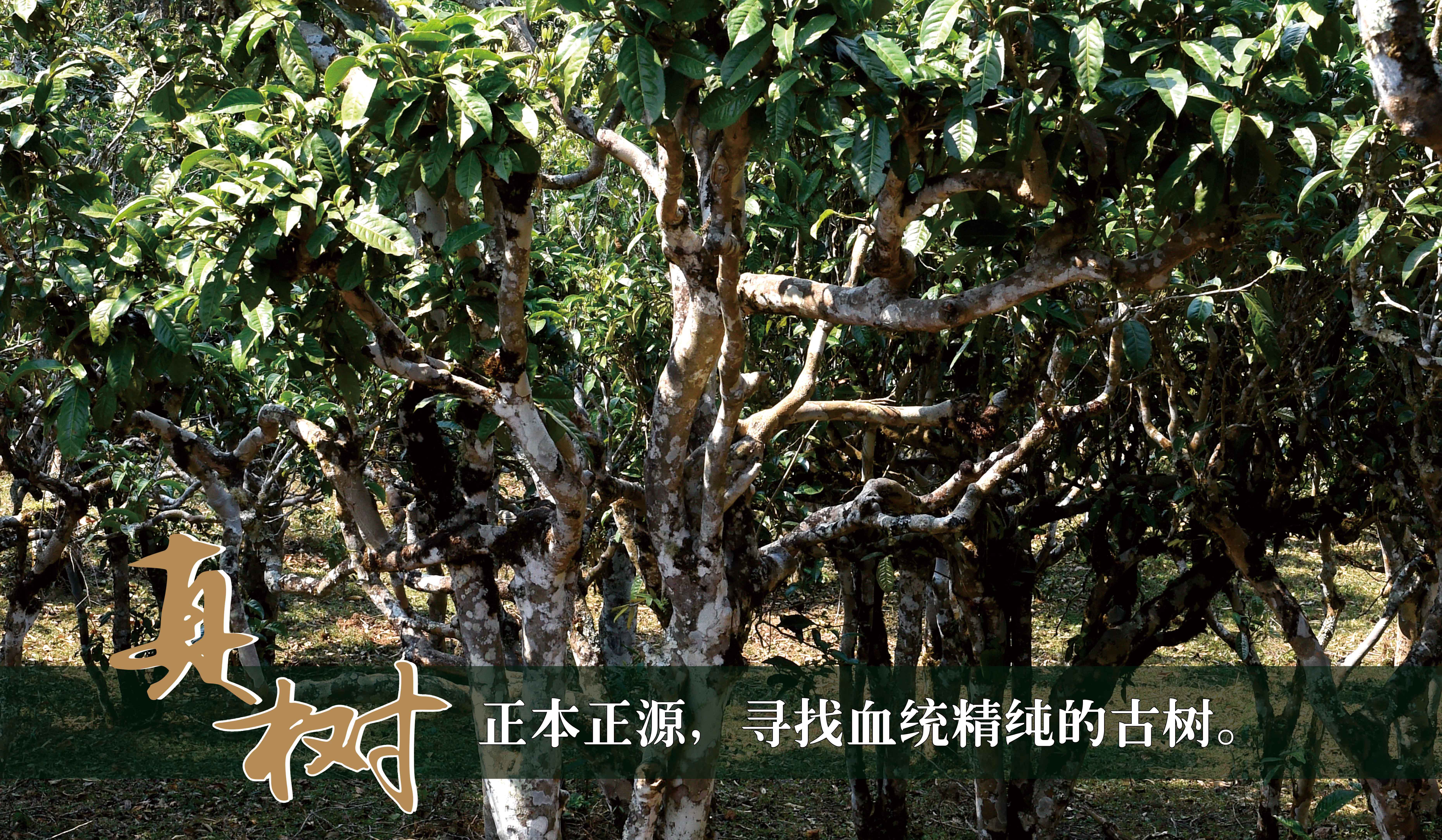 真源真樹