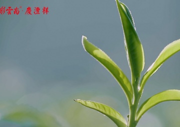 掌門人尋茶記