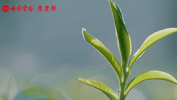掌門人尋茶記